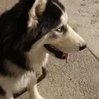 الرياض حي الرمال كلب لبيع