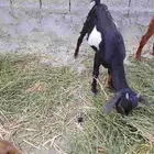 بهم جفار للبيع