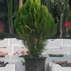 الزراعة الثيل الطبيعي وتركيب شبكات الري العادي والاتوماتيك