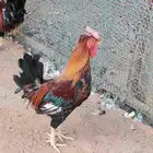 ديك بلدي الون أحمر عربي قديم