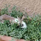 أرنب بلدي أنثى كبيره