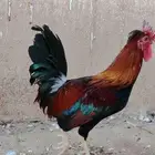 ديك بلدي الون أحمر عربي قديم شرط أذان ويفرس