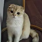 قطه سكوتش فولد قولد مستوى بطل