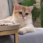 قطة سكوتش ستريت