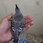 فرخ خلخليت