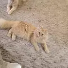 قطتين للتبني