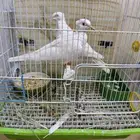 لتبني