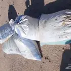 تمر نفيع للغنم السعر 25