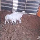 ثلاثة خرفان مهجن طيبه للبيع