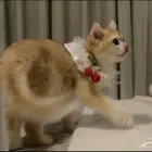 برتش   luxury cat VIP