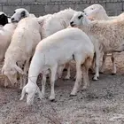 ضان مقاني رعويه دفاع للبيع