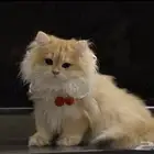 برتش سكوتش لونق هير luxury cat VIP مسجل