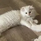 قط للبيع