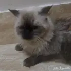 قطط للتبني
