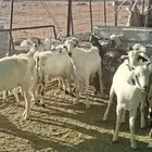 القصيم شري