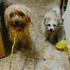 Doog