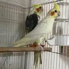 جوز كروان منتج