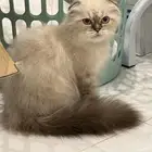 قط سكوتش للتبني