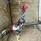 ديك سندي بيور بطل من أساسات بطله