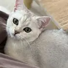 ذكر سكوتش ستريت للبيع