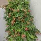 مزارع ومنسق حدائق