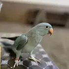 ببغاء دره فرخ