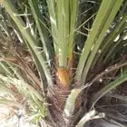فروخ طيبه ومضمونه علا اشرط