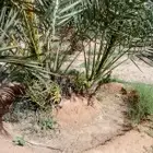 موجود فسايل نخيل عدد 2000حبه اخلاص بسعر مغري جدا