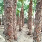 زراعه وبيع النخيل الواشنطنيا والعربي وزراعه العشب