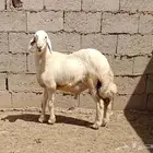 للبيع مشروع فحل حري ابرص