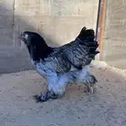 دجاجتين براهما