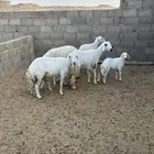 4 متابيع 3 ثنوات 1 رباع طيبه