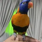 للبيع لوري متكلم
