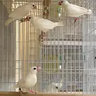 اناثي جاوا ابيض