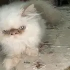 قط صغير ونظيف وجميل مع كامل اغراضه