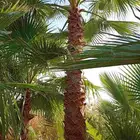 دخل واشنطني جميع المقاسات ونخل عربي وزيتون وبرتقال ويوسفي