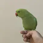 ببغاء اليف للبيع