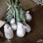 للبيع ارانب فرنسيه صغيره مع قفص