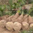 يوجد لدينا النخل عربي وواشنطني توريد وزراعه الى جميع مناطق ا