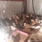 فروخ العمر شهر