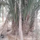 جميع انواع النخل واشطنيه واخلاص ومجدولي وصقعي قشع و