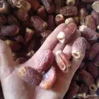 تمر خضري وخلاص وصقعي للبيع