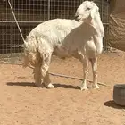 فحل حري مشروط