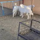 طليان تم البيع