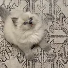 قط صغير للبيع