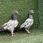 طبات تيديات Top