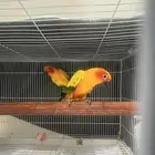 زوج صن كنيور لاعلى سومه