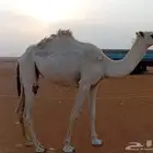 لقيه طيبه جدا للبيع