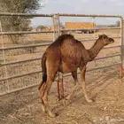 حاشي لباني 1150 ريال