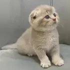 كيتن سكوتش فولد